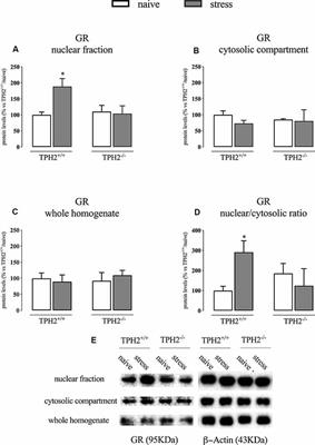 The Absence of Serotonin in the Brain Alters Acute Stress Responsiveness by Interfering With the Genomic Function of the Glucocorticoid Receptors